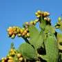Prickly pear cactus biofuel potential