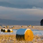 AMOC collapse threatens global crops