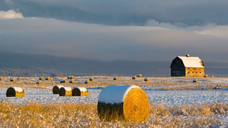 AMOC collapse threatens global crops