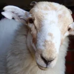 Ancient parchment reveals sheeppox virus