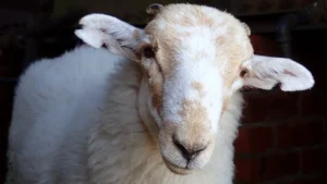 Ancient Sheeppox Virus DNA Unearthed from Medieval Parchment Reveals 3,500‑Year Evolution