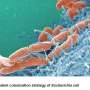 Shiga toxin E. coli discovery