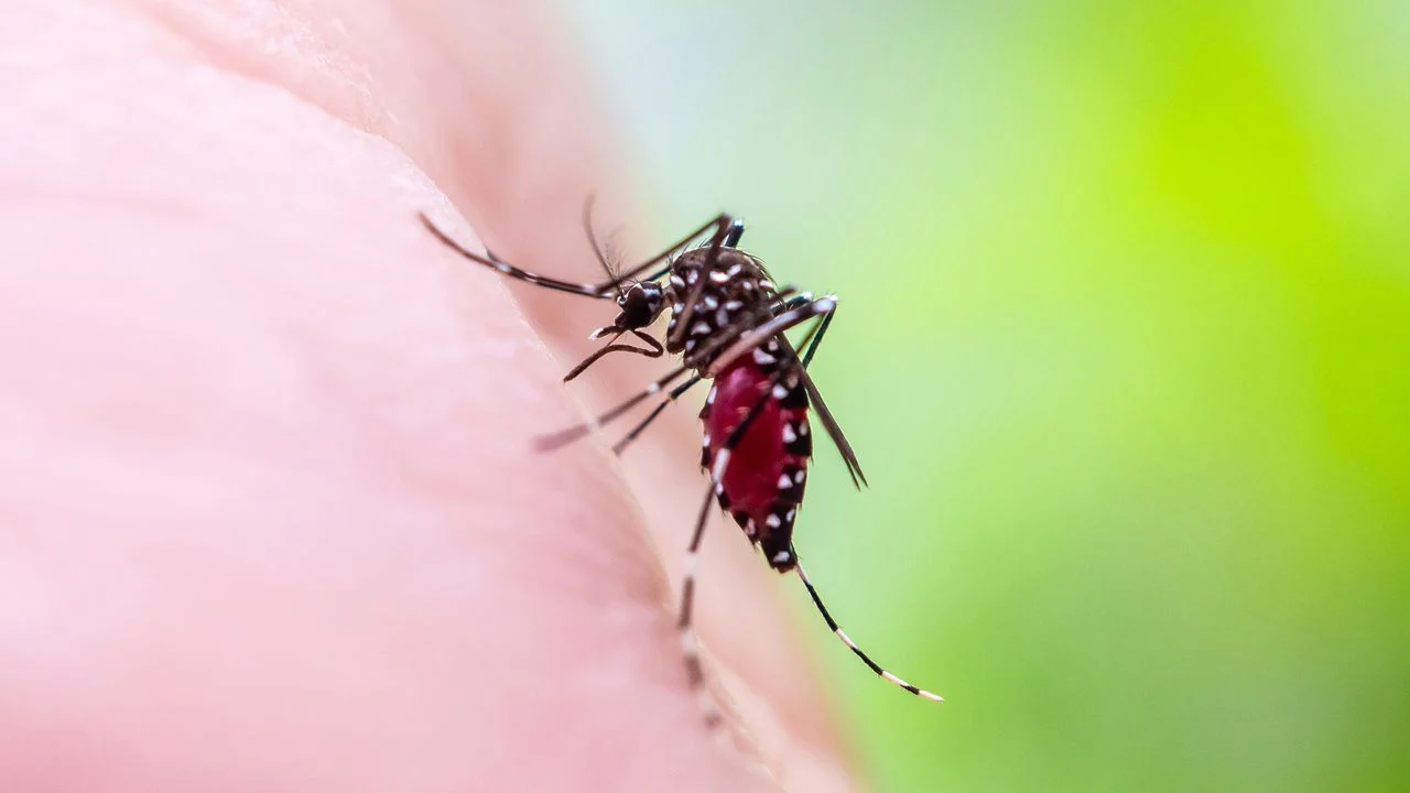 Climate Change Fuels Yellow Fever Resurgence, Raising US Threat Prospects