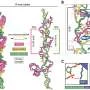 CRISPR viral ancestor discovery