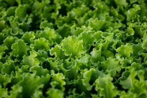 Cyclospora outbreak case numbers