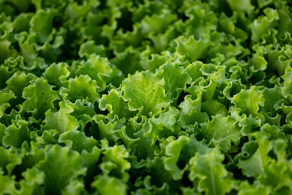 Cyclospora outbreak: 12,883 cases, two deaths, and the summer crisis ends