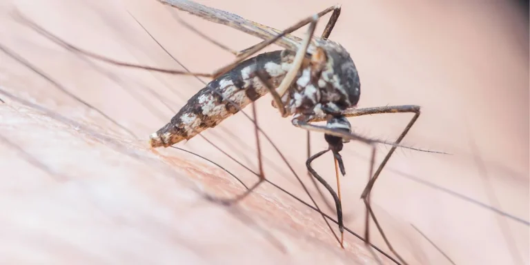 Dengue fever surge Florida map