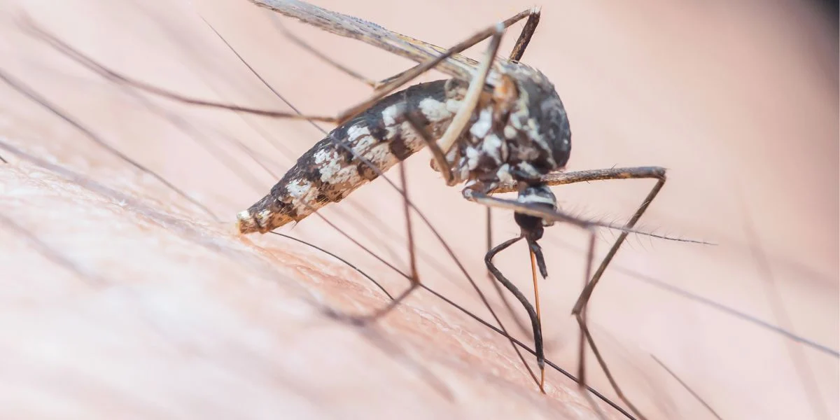 Dengue Fever Florida Surge Claims First Death as Cases Climb