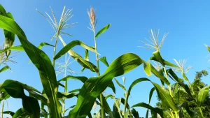Global agriculture fertilizer price surge