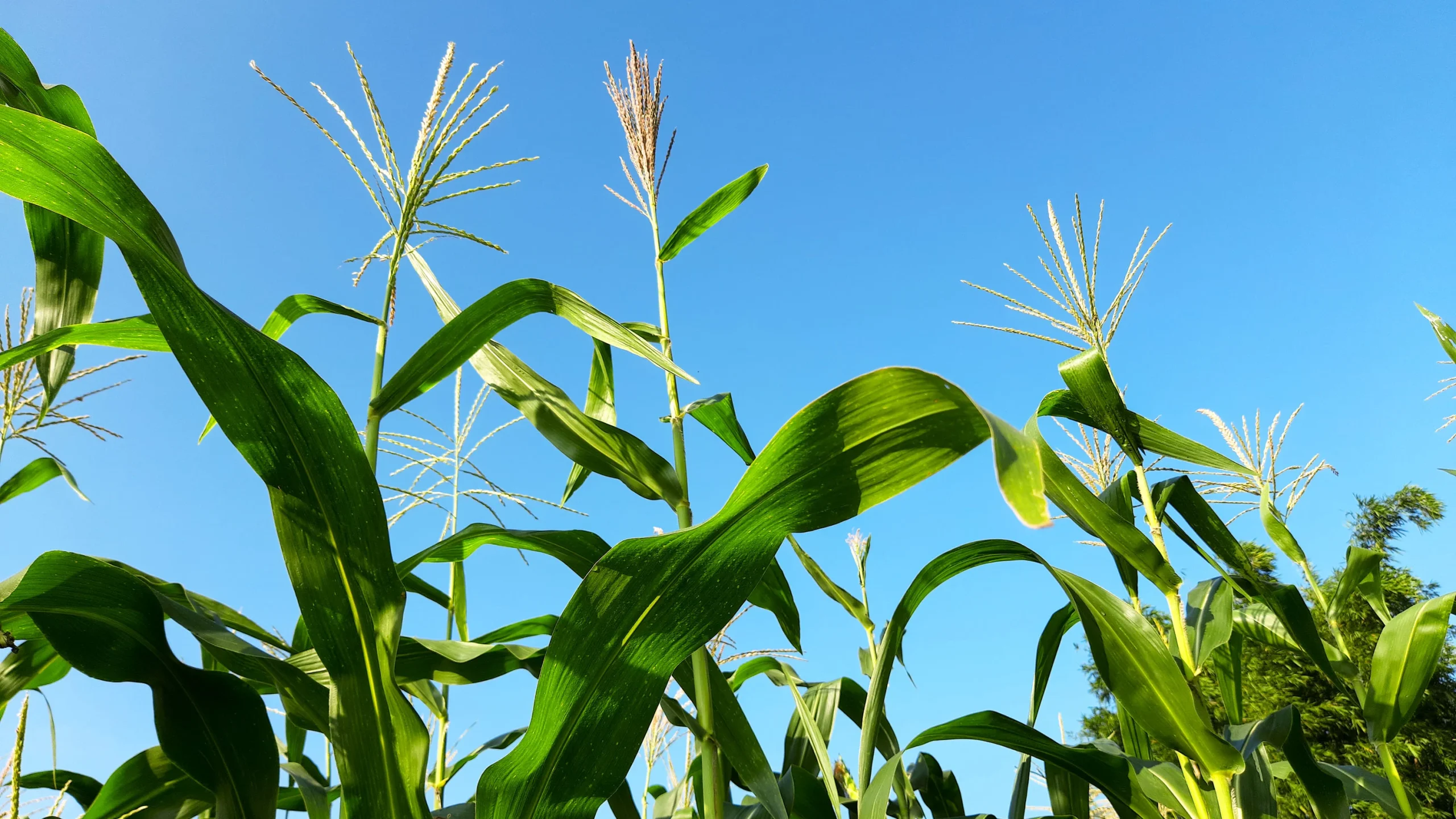 Fertilizer Prices Skyrocket as Fossil‑Fuel Shock Hits Global Agriculture