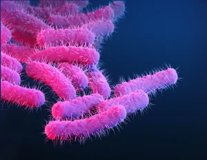 How a Primate Diarrhea Outbreak Accelerated Shigella Vaccine Design
