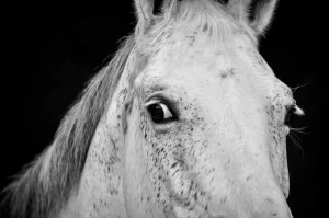 Historic 1872 horse flu crisis