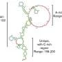Human jumping gene in poxvirus discovery