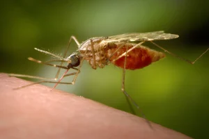 Frankfurt Airport malaria outbreak