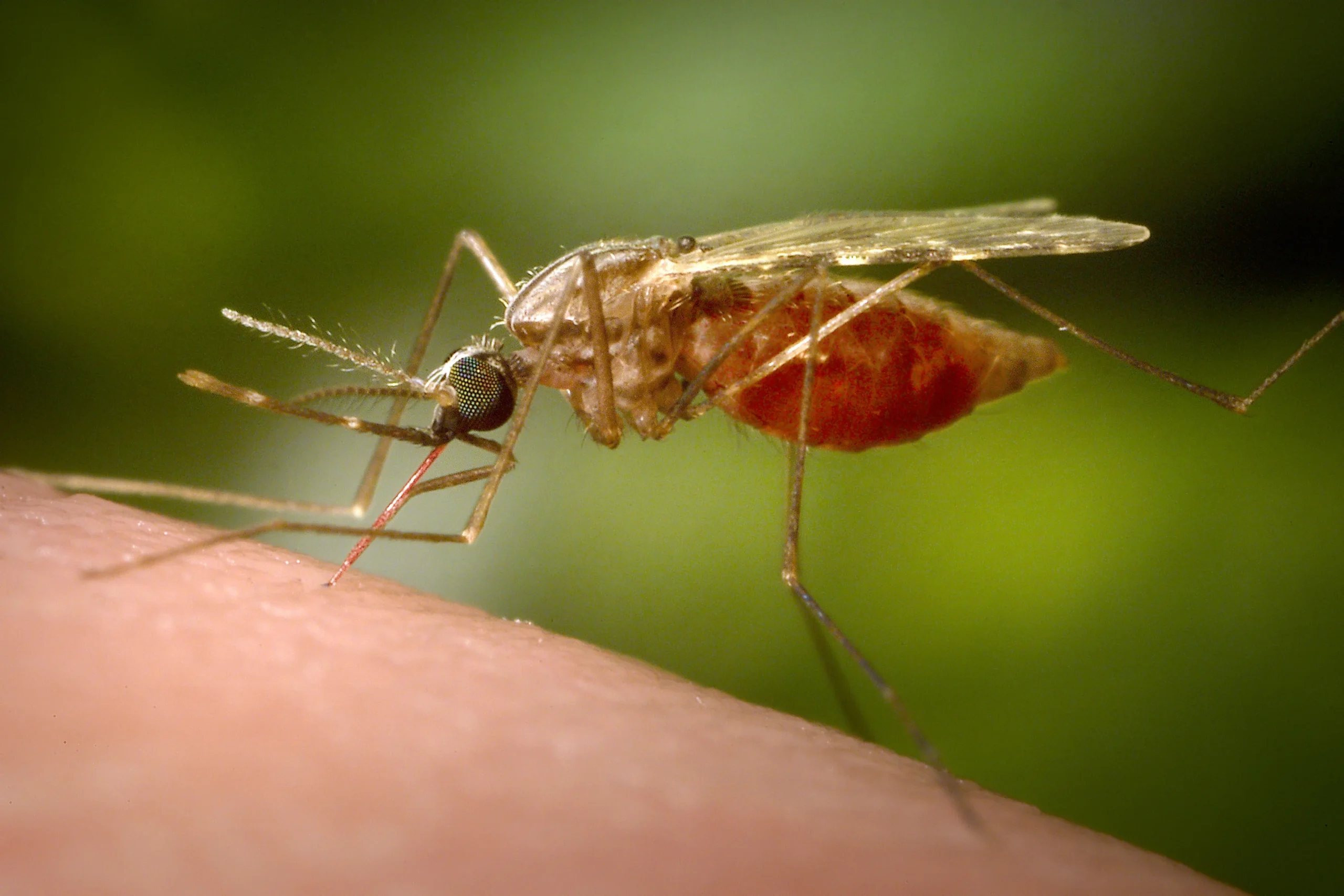 Malaria Outbreak Frankfurt Claims Third Victim Near Airport