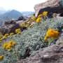 Alpine summit plant diversity shift