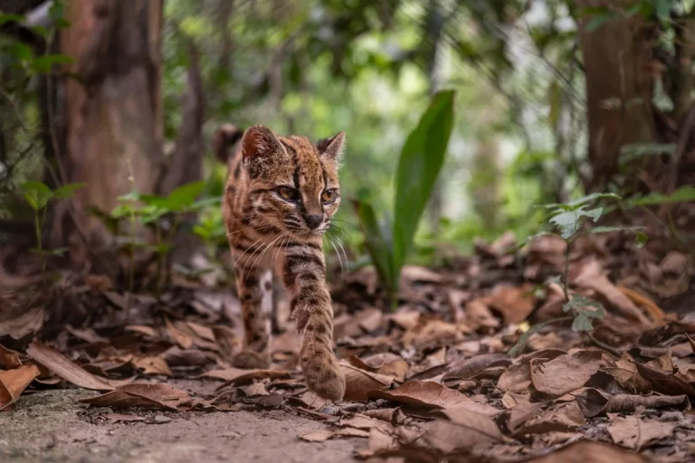 Leopard‑spotted new cat species