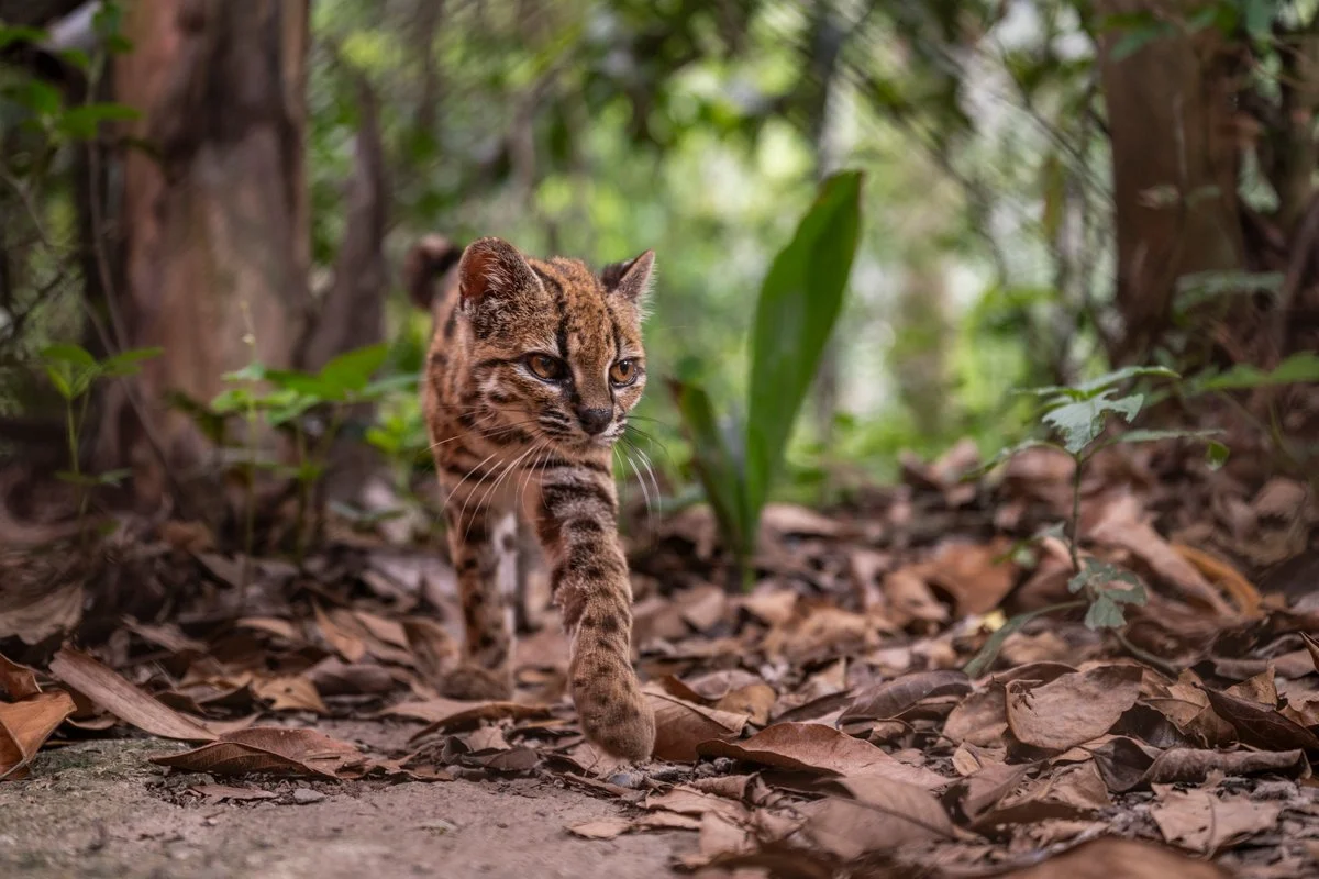 New Species of Cat Discovered After 108 Years – Tiny Leopard‑Spotted Feline Astounds Scientists