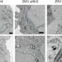 Zika virus assembly breakthrough
