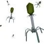 Phage mutation tool laboratory breakthrough