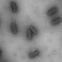 Phage Therapy Breakthrough: Inside the Growing Library of Bacteria‑Killing Viruses