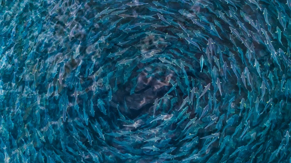 Why the Human Brain Crafts Our Sense of Beauty: New Neuroscience Findings
